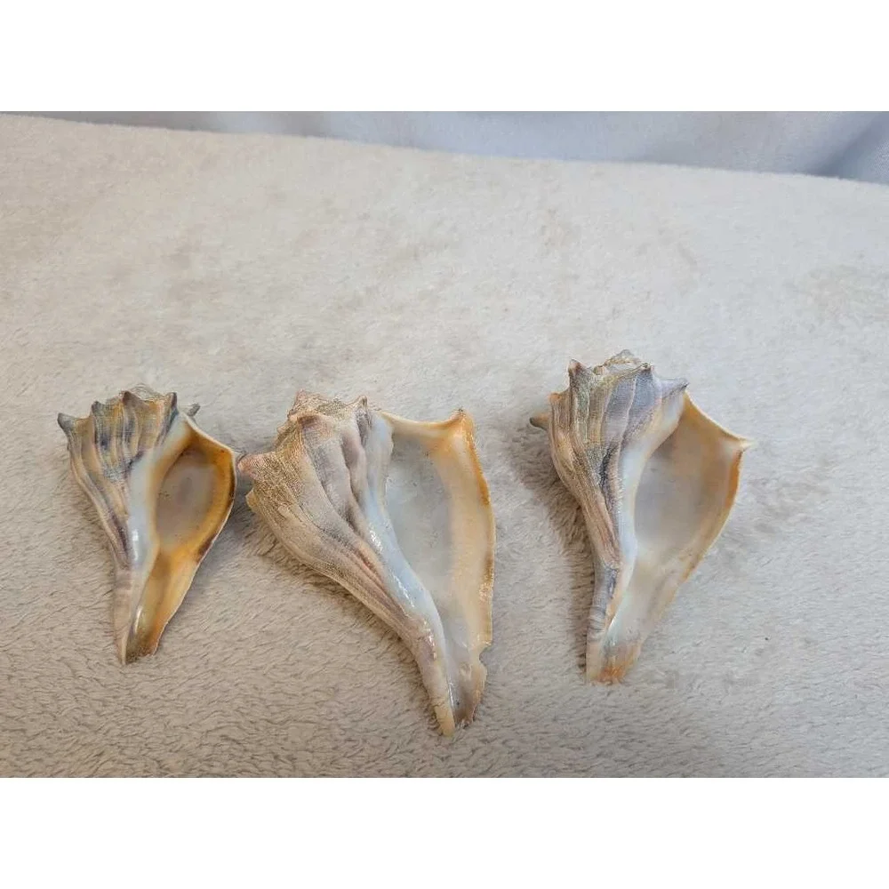 Lot of 3 Spiky Conch Sea Shells Natural Beach Nautical Decor Collection